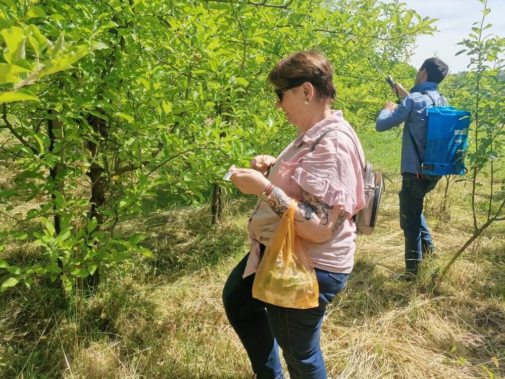 Подробнее о статье Ученые ФИЦ СНЦ РАН продолжают сотрудничество с Институтом сельского хозяйства АН Абхазии