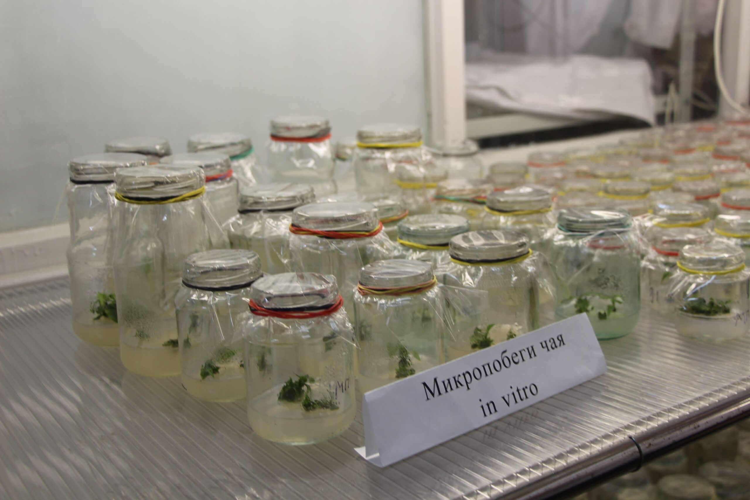 Вы сейчас просматриваете В Субтропическом научном центре РАН впервые проводятся работы по введению и сохранению растений чая в условиях in vitro