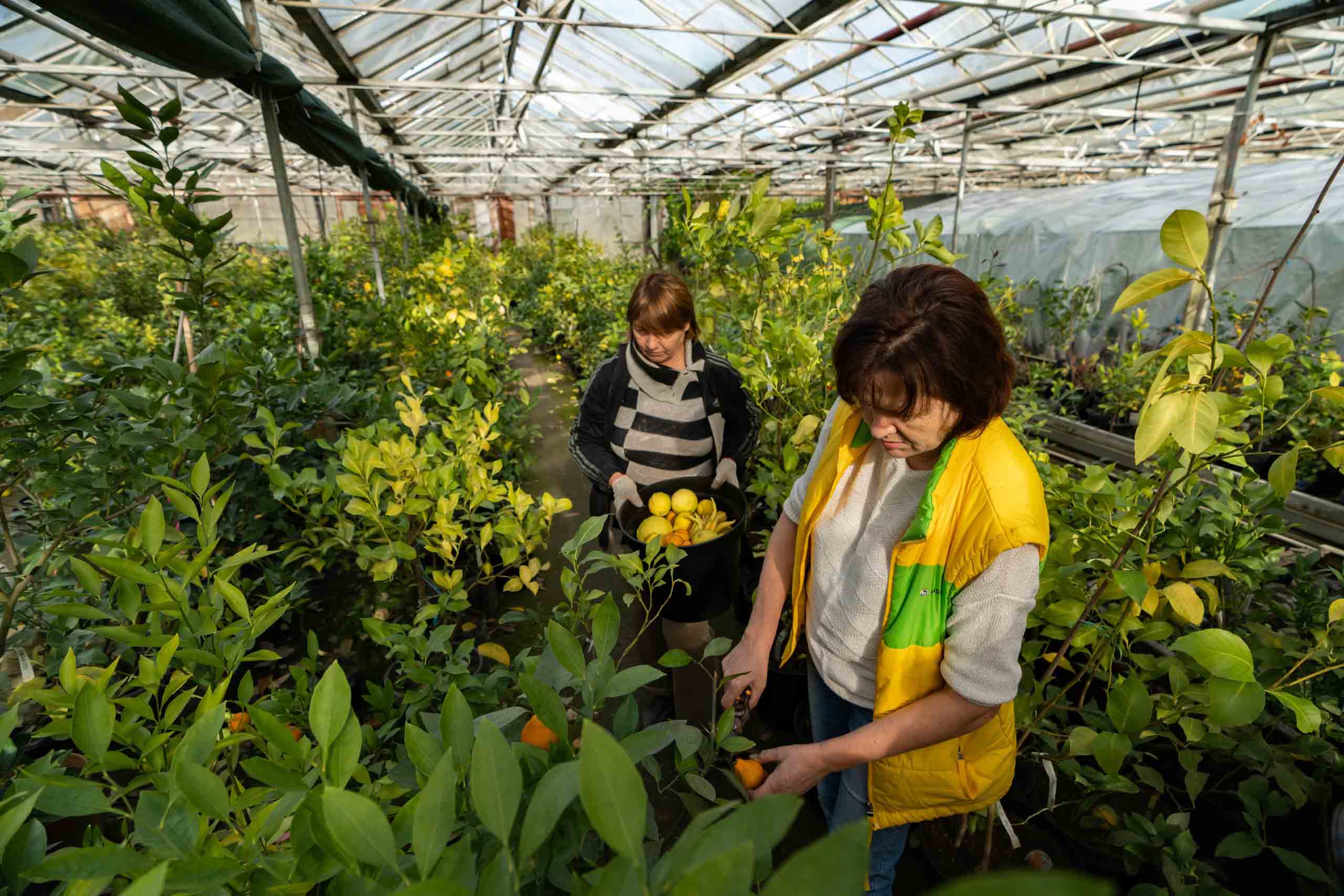 Подробнее о статье В Сочи учёные собрали урожай с опытных растений цитрусовых культур