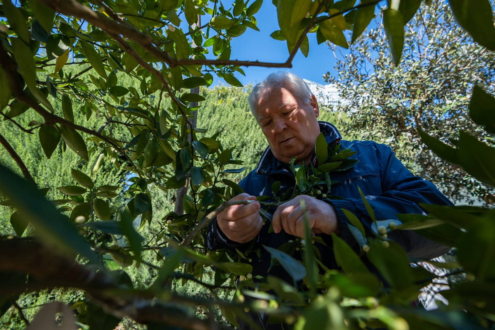 Вы сейчас просматриваете Экс-министр сельского хозяйства Виктор Хлыстун сделал памятную прививку в ботаническом саду «Дерево Дружбы»