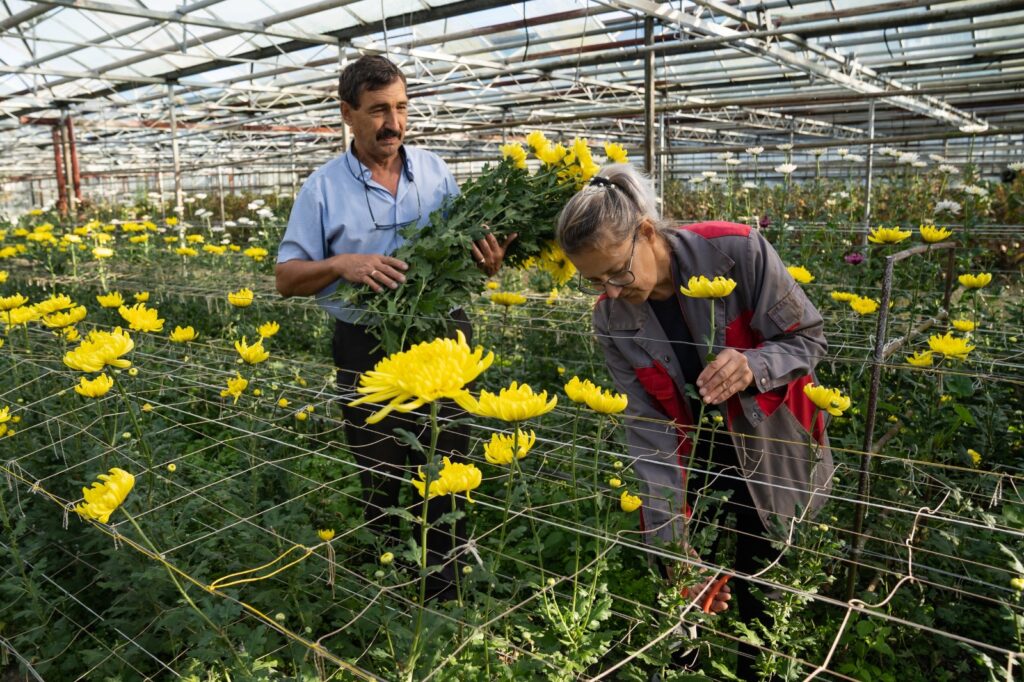 ТАСС: в РАН вывели новый сорт хризантемы садовой “Победа”